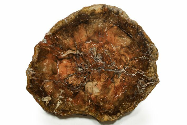 Polished Petrified Wood (Araucaria) Round - Madagascar #376811